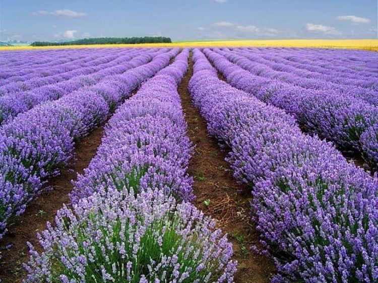Khám phá Top 5 Vườn hoa Lavender nổi bật tại Đà Lạt