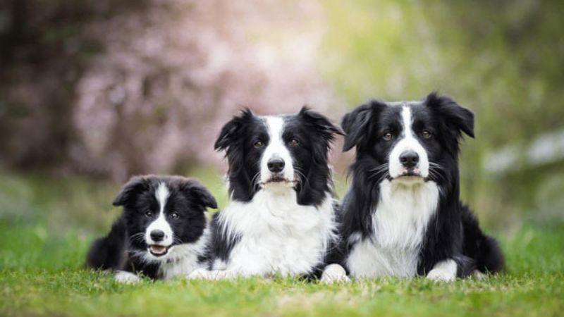 Border Collie - Hành trình khám phá từ nguồn gốc, đặc điểm ấn tượng đến bí quyết chăm sóc và giá trị thị trường