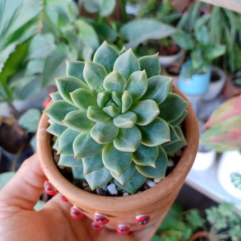 Top 5 Địa chỉ mua sen đá đẹp và chất lượng nhất Bến Tre