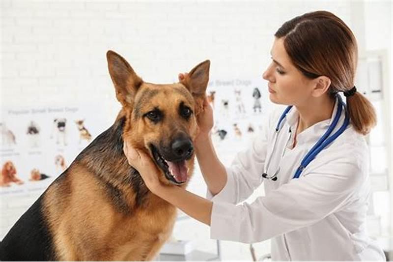 5 địa chỉ phòng khám thú y đáng tin cậy nhất tại Quảng Bình