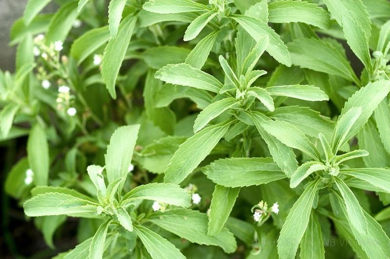 9 Phương Pháp Trị Mụn Tại Nhà Hiệu Quả Vượt Trội