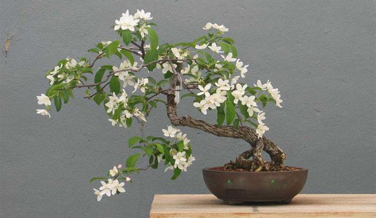 12 Loại Cây Cảnh Giúp Thanh Lọc Không Khí Và Làm Đẹp Không Gian Sống