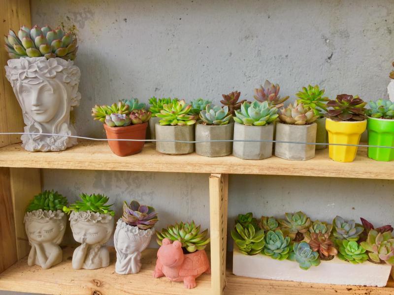Top 5 Thiên đường sen đá không thể bỏ qua tại TP. Tam Kỳ, Quảng Nam