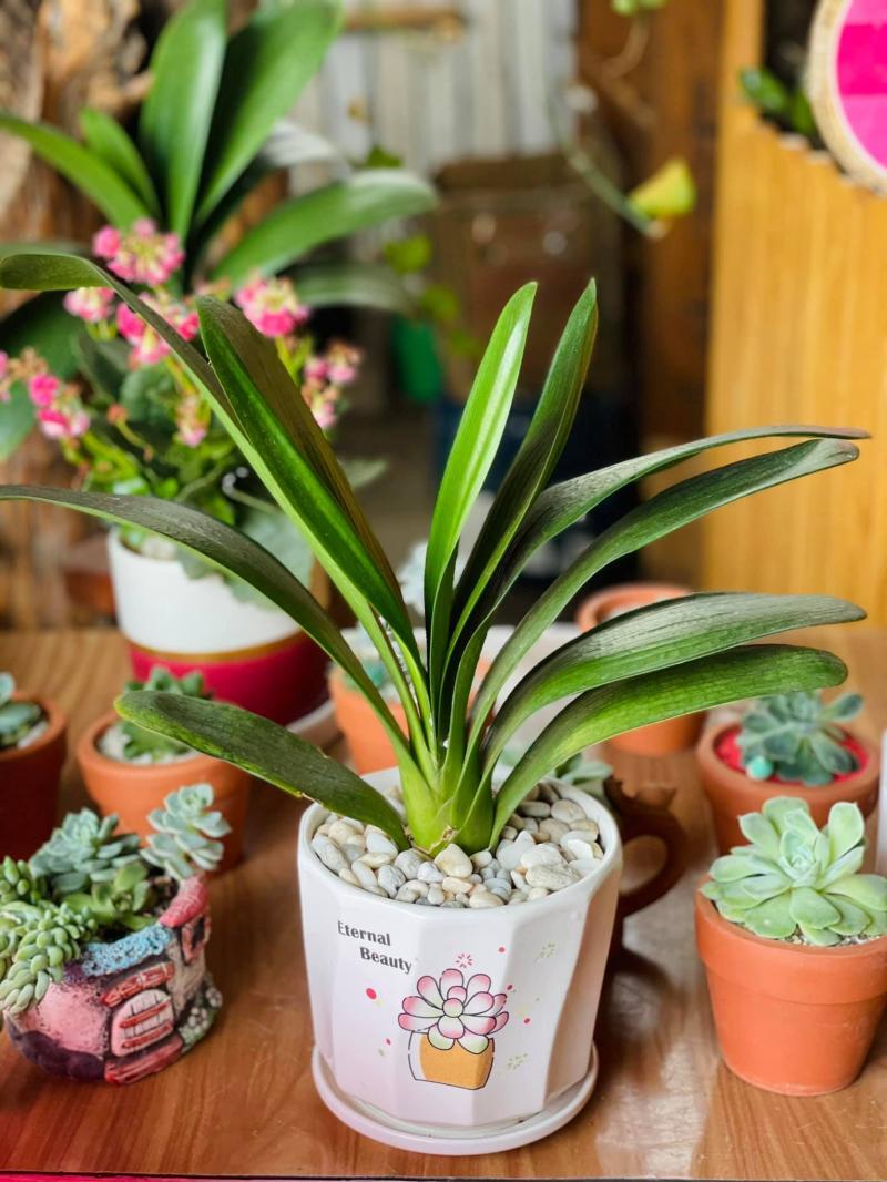 Top 10 địa điểm mua cây cảnh và tiểu cảnh uy tín nhất TP. Pleiku, Gia Lai