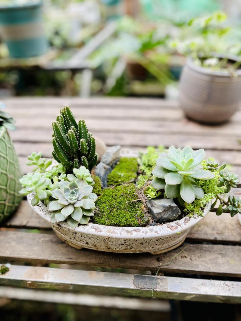 Top 3 Thiên đường sen đá không thể bỏ qua tại TP. Việt Trì, Phú Thọ