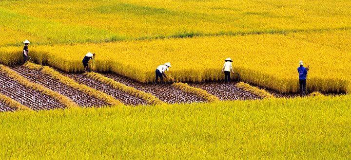 Top 10 Bài văn mẫu tả cảnh sắc quê hương ấn tượng nhất