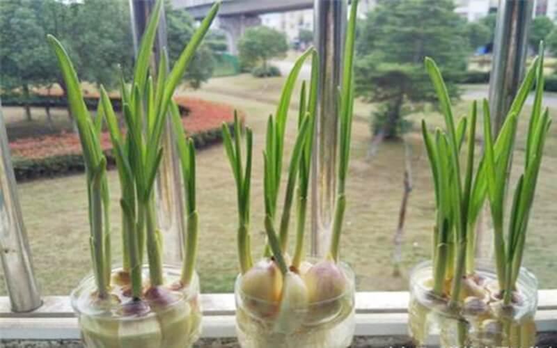 Những loại cây lý tưởng để trồng thủy canh ngay trong gian bếp của bạn