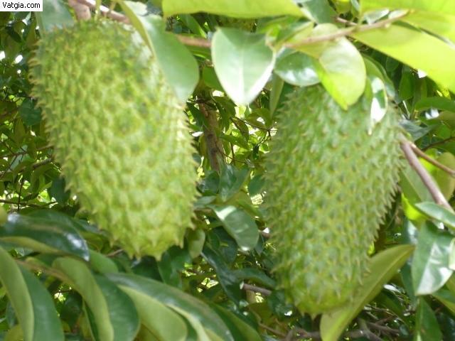 10 Lợi ích vàng của mãng cầu xiêm - Bí quyết vàng cho sức khỏe và sắc đẹp