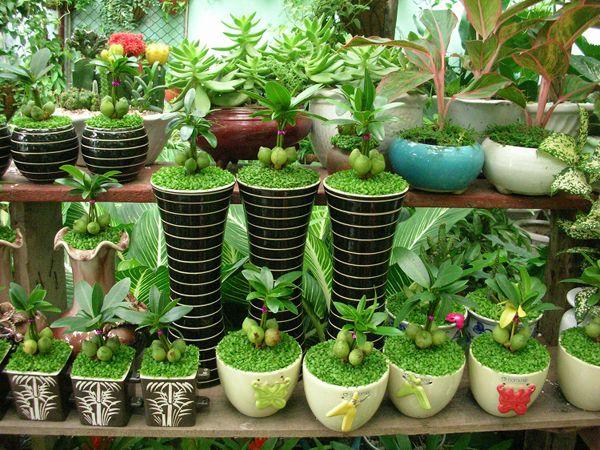 Top 3 địa chỉ vàng mua cây cảnh mini và cây để bàn chất lượng nhất Bạc Liêu