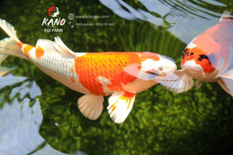 Top 7 Địa chỉ uy tín mua thức ăn cá Koi chất lượng nhất tại Hà Nội