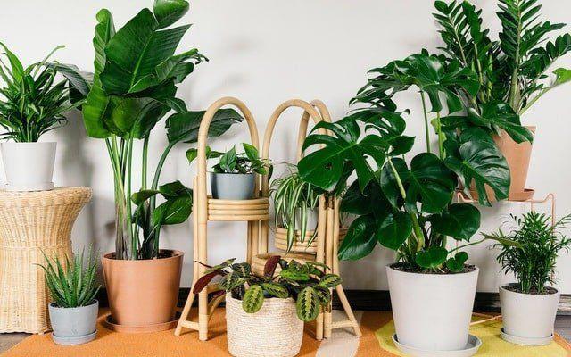 10 món quà mừng thọ đong đầy tình cảm - Gửi trọn tấm lòng hiếu kính