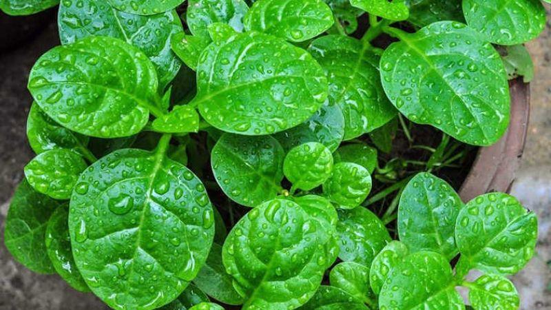 Dù lỗ chân lông có to đến đâu cũng sẽ được thu nhỏ nhờ việc dùng lá mồng tơi đều đặn