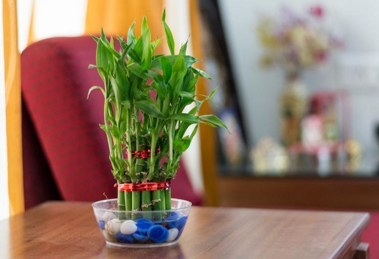 12 loại cây phong thủy đắc tài - Bí quyết kích hoạt tài lộc cho 12 con giáp