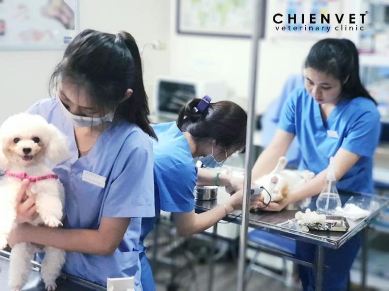 8 địa điểm phòng khám thú y đáng tin cậy nhất tại quận Đống Đa, Hà Nội
