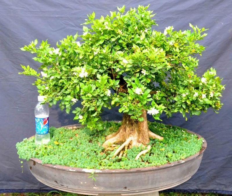 13 Loại cây cảnh lọc không khí tuyệt vời cho ngôi nhà của bạn