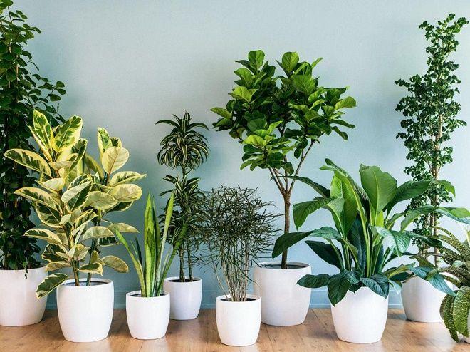 7 Địa chỉ vàng mua cây xanh văn phòng chất lượng, giá tốt nhất Sài Gòn