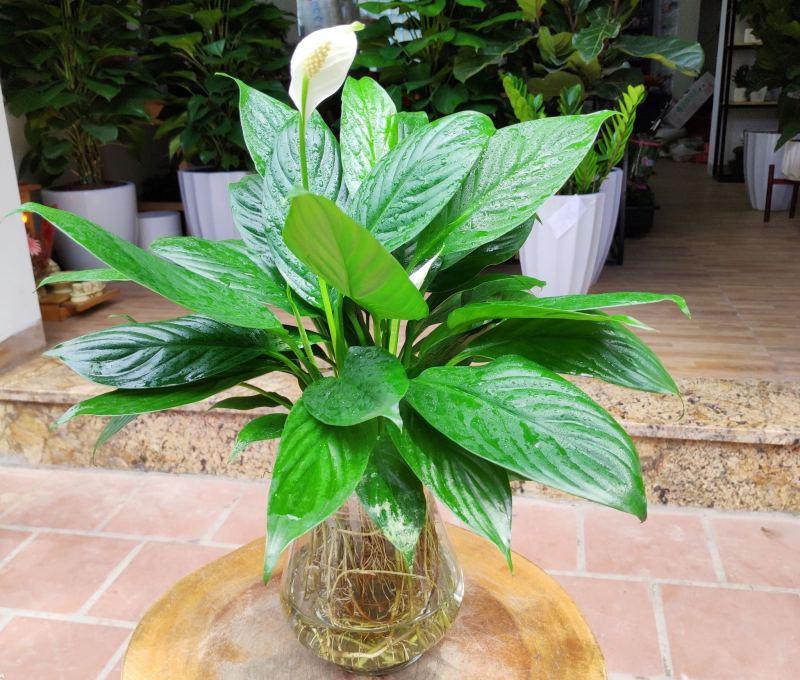 Top 3 Địa chỉ cung cấp cây thủy sinh uy tín nhất tại tỉnh Thanh Hóa