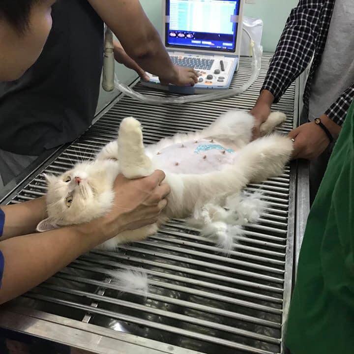 5 địa chỉ phòng khám thú y đáng tin cậy nhất tại Đông Anh, Hà Nội