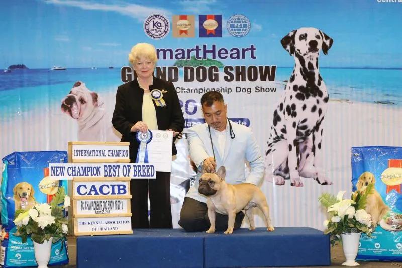 Top 5 địa chỉ mua chó bulldog Pháp uy tín nhất tại Hà Nội