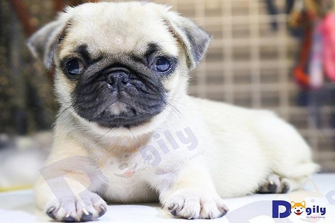 5 Địa điểm đáng tin cậy nhất để sở hữu chó Pug thuần chủng tại Hà Nội