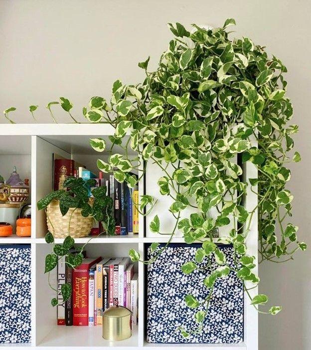 10 Loại Cây Thanh Lọc Không Khí & Điều Hòa Nhiệt Độ Giúp Nhà Bạn Mát Mẻ Hơn