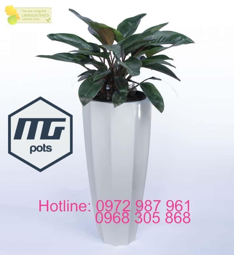 5 Địa chỉ uy tín nhất Hà Nội cho chậu cây cảnh & chậu composite cao cấp
