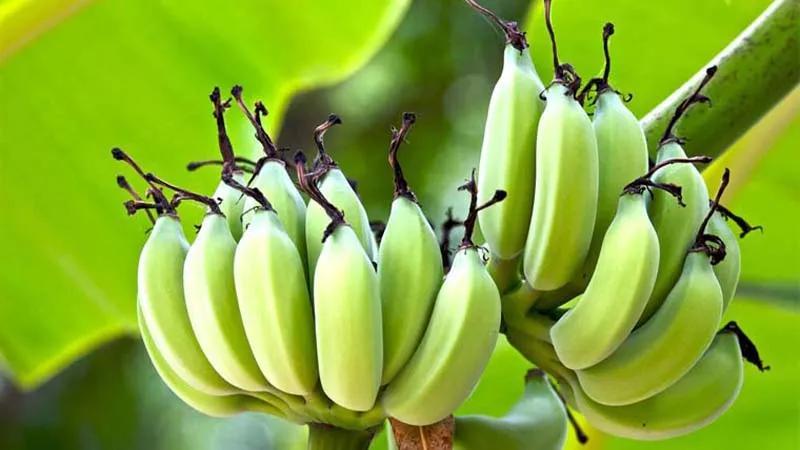 6 công thức mặt nạ chuối xanh đánh bay tàn nhang hiệu quả chỉ sau thời gian ngắn