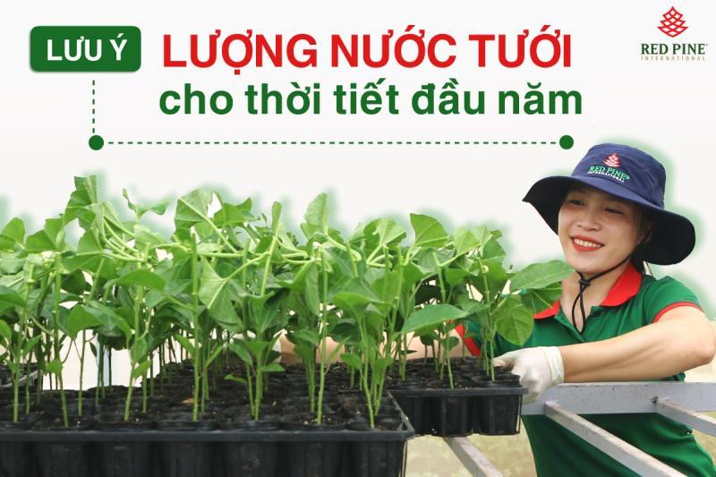 Top 8 Địa chỉ uy tín nhất TP. HCM để mua giống cây ăn quả và cây hoa chất lượng cao