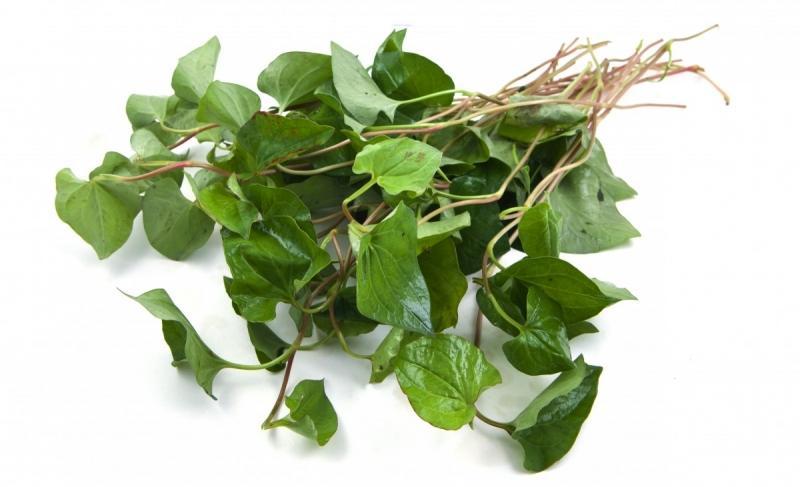 15 Loài Cây Thân Thuộc Biến Thành 'Vườn Thuốc Quý' Ngay Trong Sân Nhà Bạn