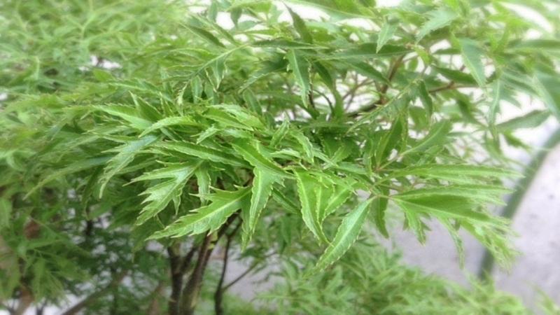 10 Loại Thảo Dược Thiên Nhiên Hỗ Trợ Điều Trị Đau Nhức Xương Khớp Hiệu Quả
