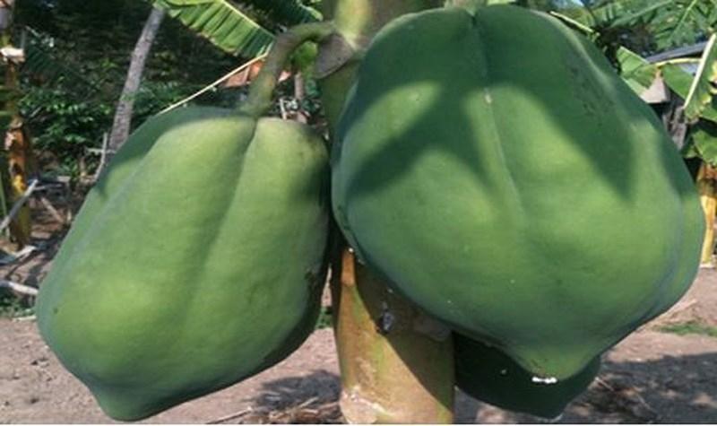 10 Công dụng kỳ diệu của đu đủ xanh - Thần dược từ thiên nhiên