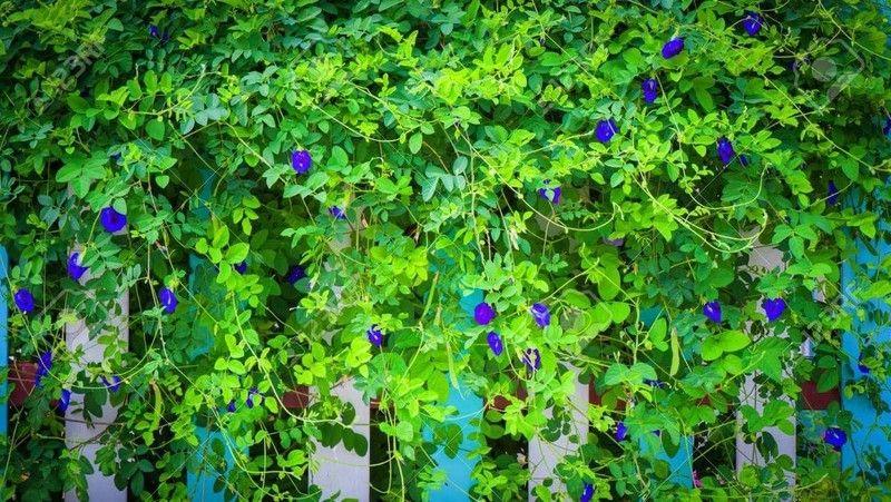 10 tác dụng đáng kinh ngạc của hoa đậu biếc có thể khiến bạn bất ngờ