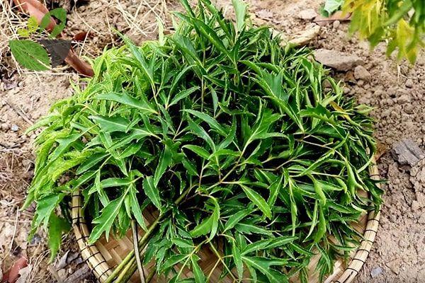 10 tác dụng tuyệt vời của cây đinh lăng đối với sức khỏe không thể bỏ qua