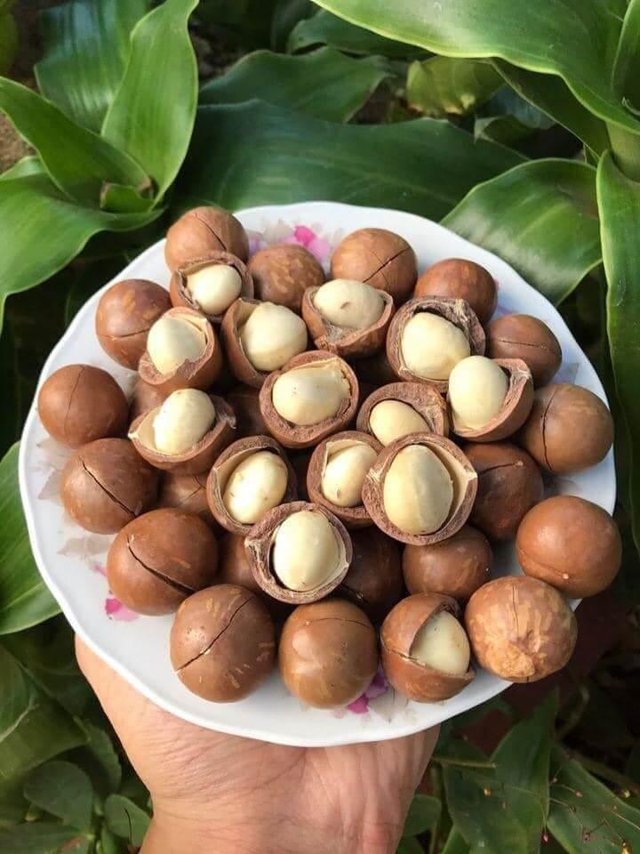 10 công dụng tuyệt vời của hạt macca đối với sức khỏe không thể bỏ qua
