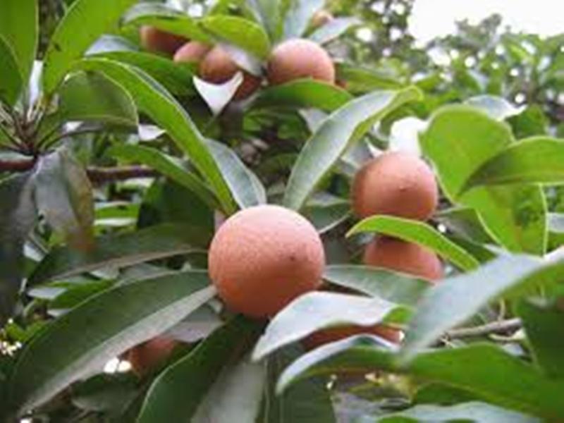 16 Bài Thuốc Dân Gian Chữa Tiêu Chảy Cho Trẻ An Toàn Và Hiệu Quả