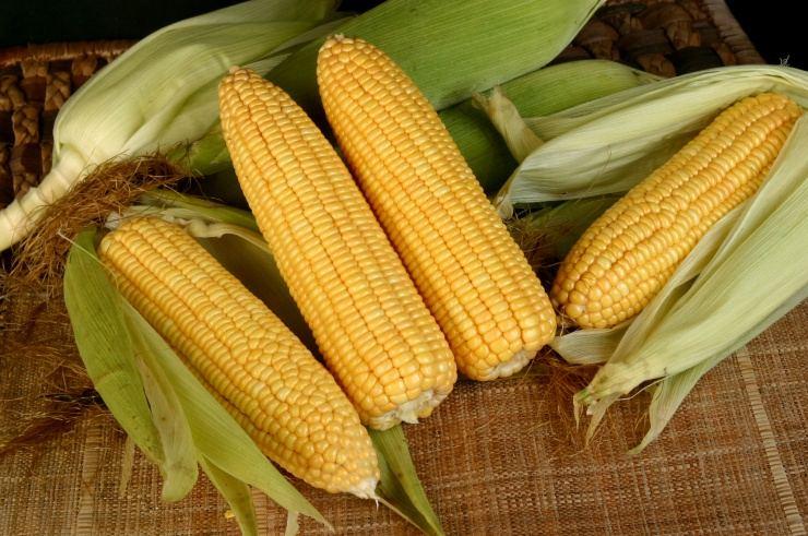 5 Dàn ý ấn tượng nhất để viết bài văn thuyết minh về cây ngô