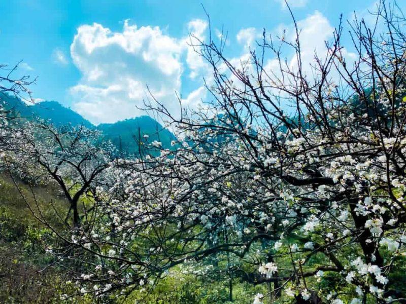 Top 10 bài thơ hay nhất về vùng đất Sơn La