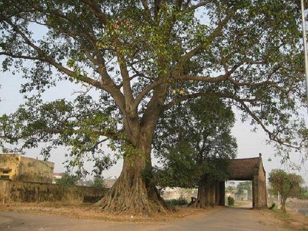 Top 15 bài văn tả cây đa cổ thụ làng em hay nhất dành cho học sinh lớp 4