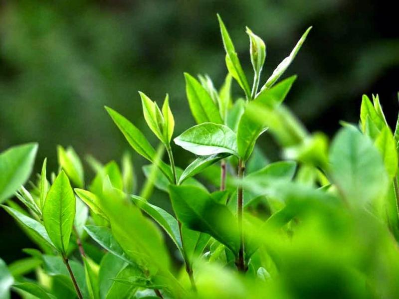 10 Phương Pháp Đánh Bay Vết Thâm Mụn Hiệu Quả Nhất