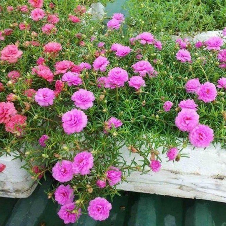 Top 10 bài thơ hay về hoa dành cho các bé mầm non