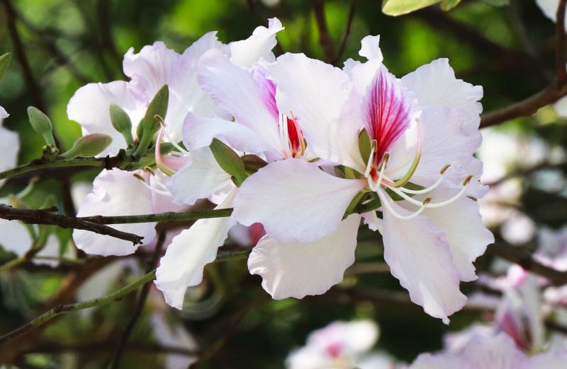 15 Áng thơ đẹp nhất viết về núi rừng Việt Nam