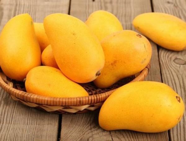 Top 12 bài văn tả cây xoài (lớp 4) xuất sắc nhất