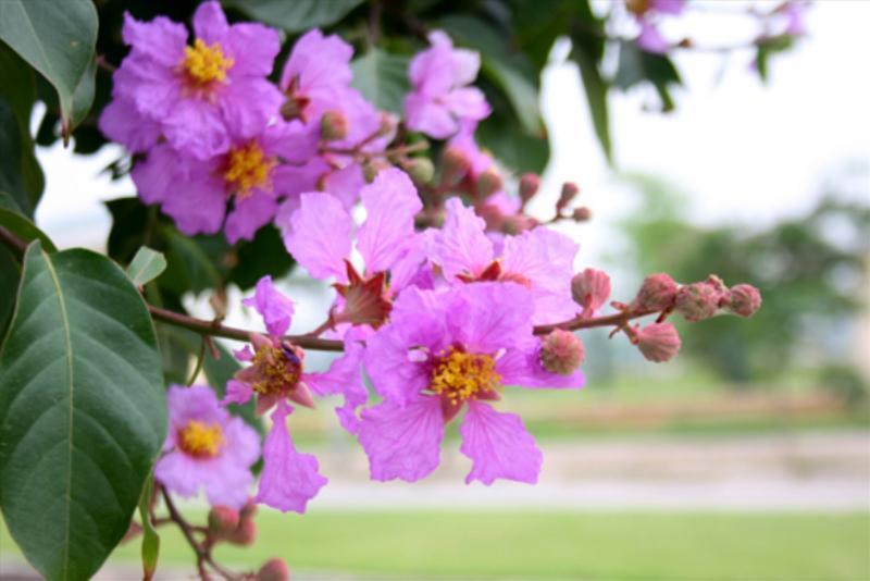 10 Áng Thơ Lắng Đọng Về Miền Ký ức Mùa Hạ