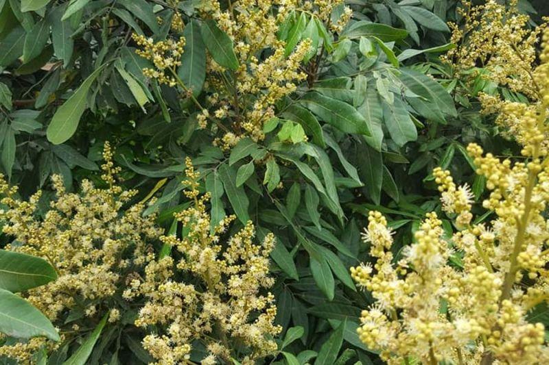 Top 10 bài văn tả cây nhãn (lớp 4) ấn tượng nhất