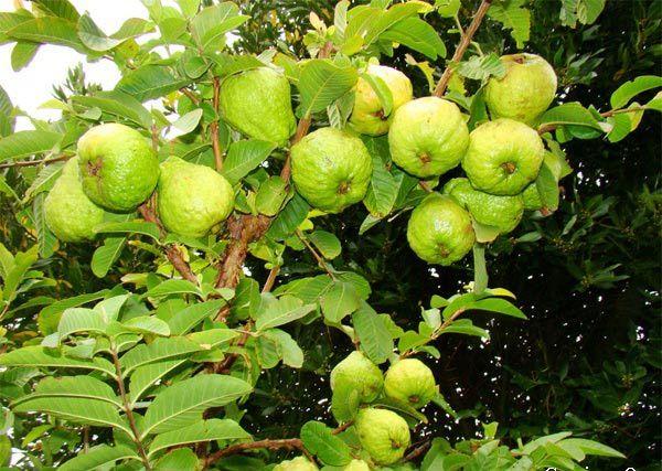 10 Bài văn mẫu tả cây ổi lớp 4 ấn tượng nhất