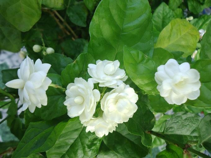 15 Loài Cây Cảnh Vàng Cho Sức Khỏe Và Tinh Thần