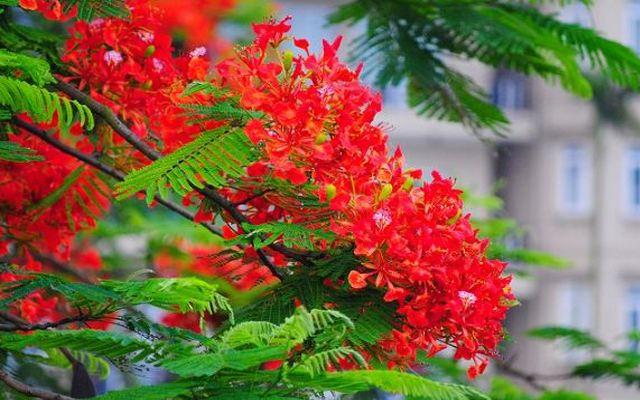 10 áng tản văn lay động nhất về loài hoa tuổi học trò