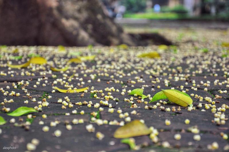 Top 10 bài văn miêu tả cây sấu sâu sắc và cảm động nhất