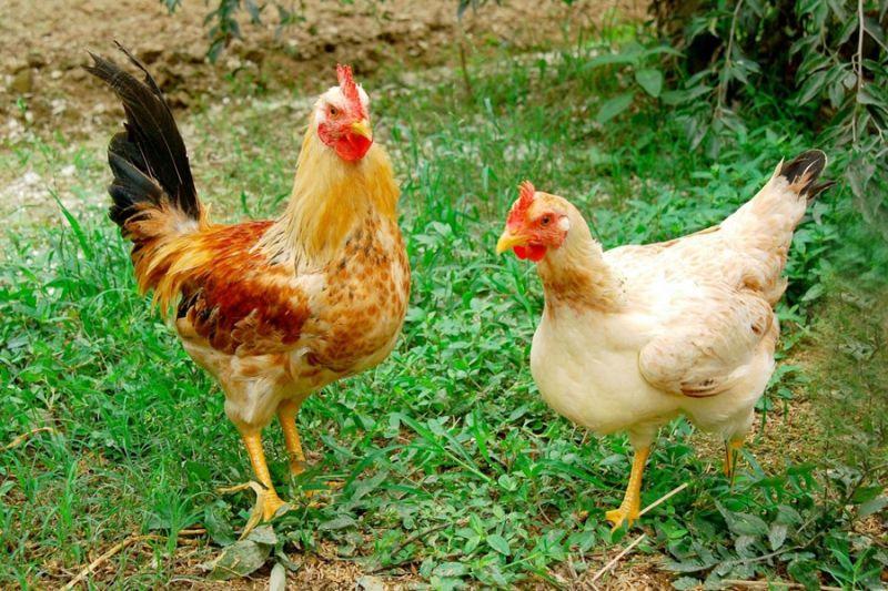Top 10 bài văn thuyết minh đặc sắc nhất về loài gà