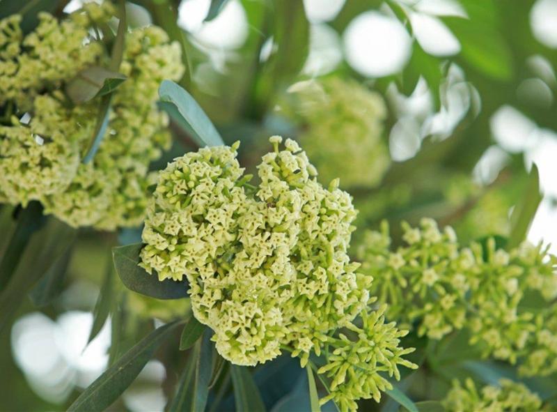 10 Áng tản văn xuôi lắng đọng nhất về hoa sữa